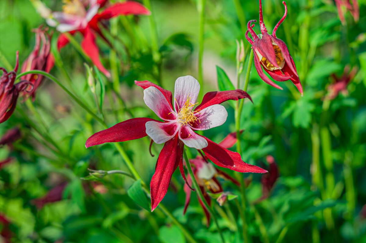 Дачная красота - Александр Филатов