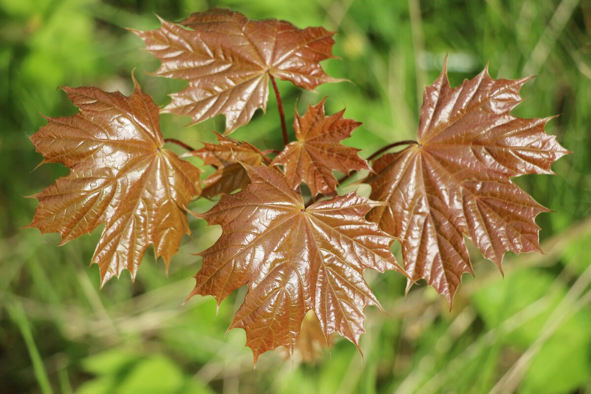 *** - Наталья Герасимова