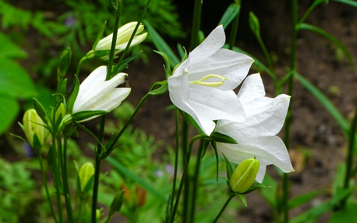 Городские цветы. - Милешкин Владимир Алексеевич 