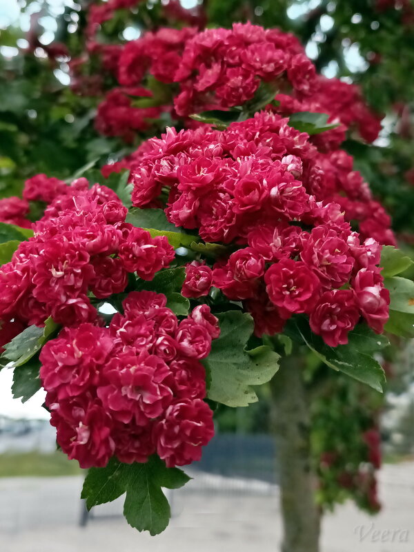 Цветение боярышника - Veera V Цветение боярышника - Veera V