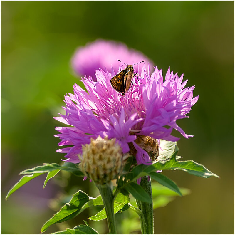 Картинка лета - Валентин Котляров Картинка лета - Валентин Котляров