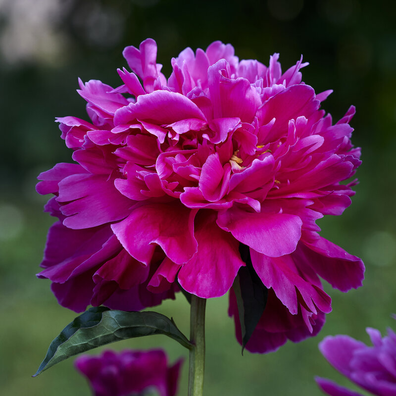 Пион малиновый - Минихан Сафин