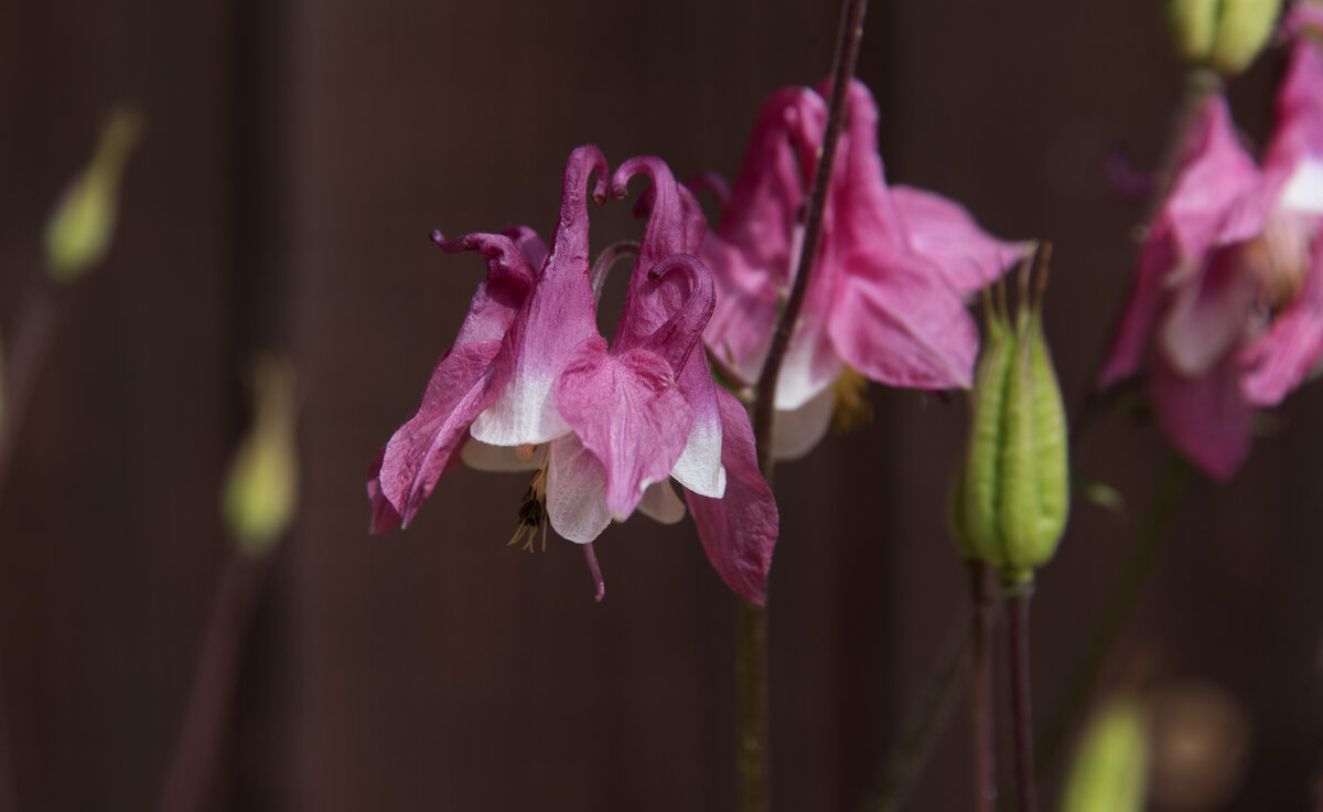 *** - Владимир Безбородов