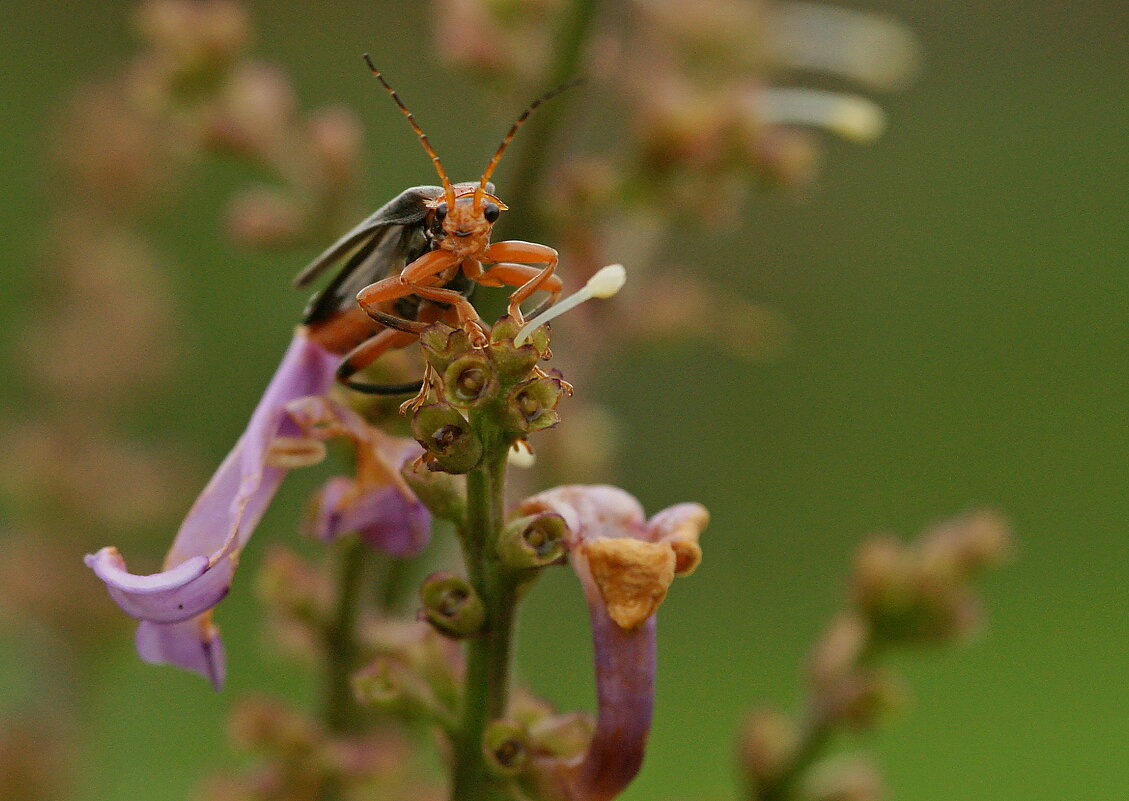 Жучок... - Андрей Катков
