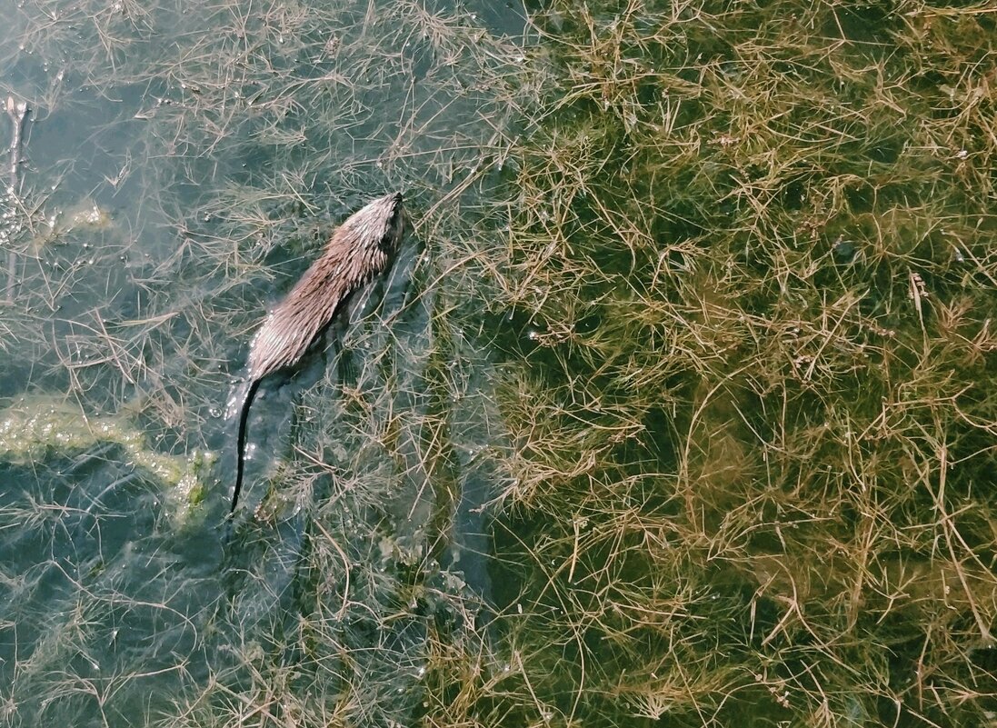 Водяная крыса - Андрей Хлопонин