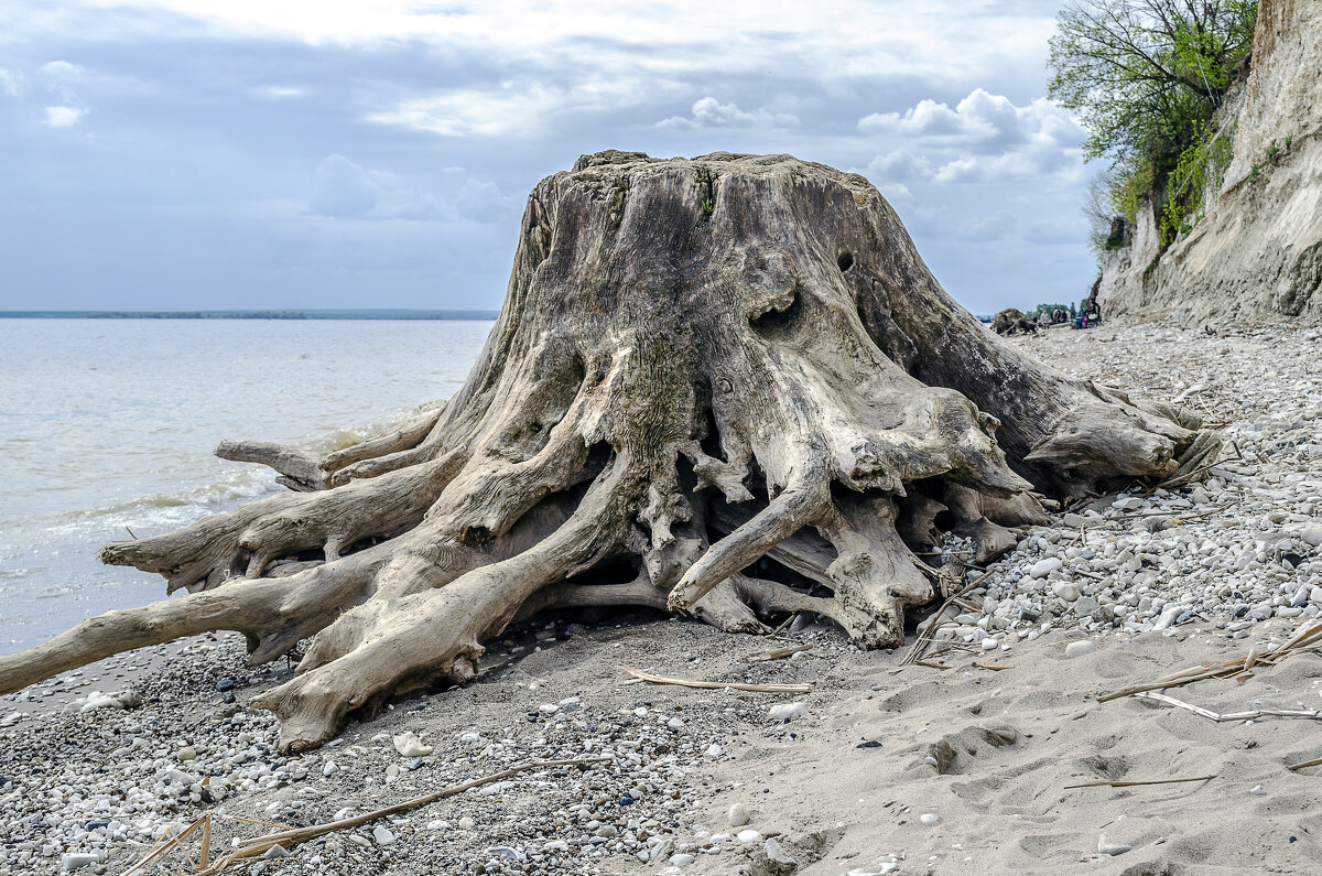Осьминог - Андрей Щетинин