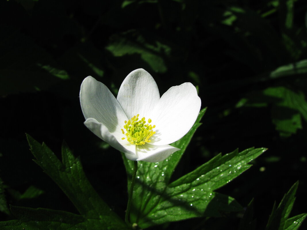 Нежность - Людмила Смородинская Нежность - Людмила Смородинская