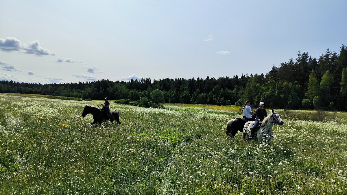 Прогулка в полях. - Ольга 