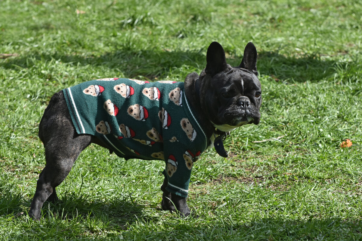 Москва. Парад французских бульдогов в усадьбе «Воронцово». - Наташа *****