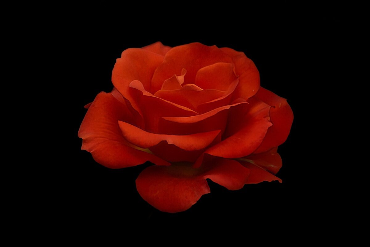 Роза - Игорь Сикорский Роза - Игорь Сикорский