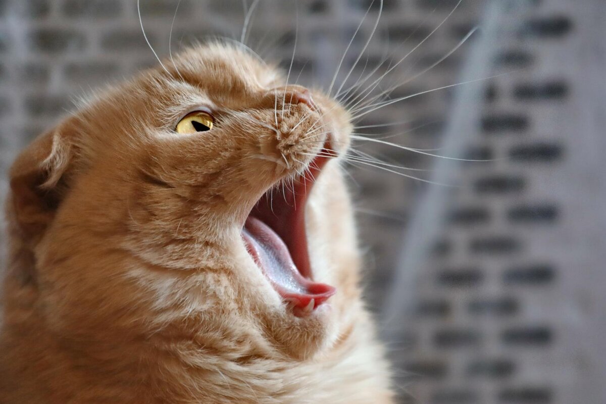 Смотри, нет у меня твоей котлеты. - Татьяна Бравая