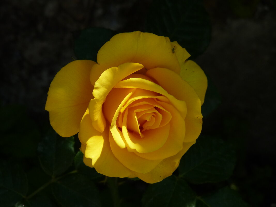 Желтая роза - Валентин Семчишин