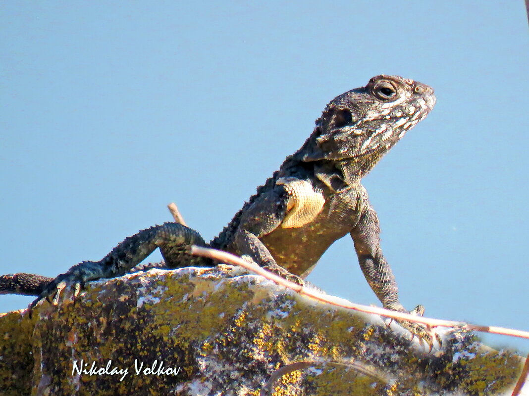Агама - Николай Волков