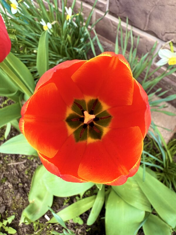 Цветочек - Iren Brilliance