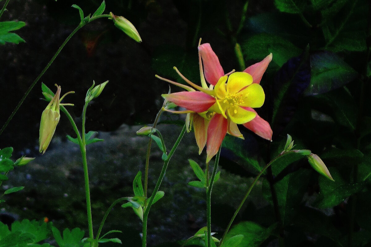 Аквилегия - Рита Симонова