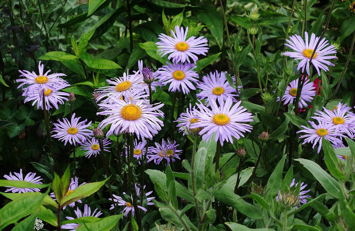 Астра альпийская - Рита Симонова