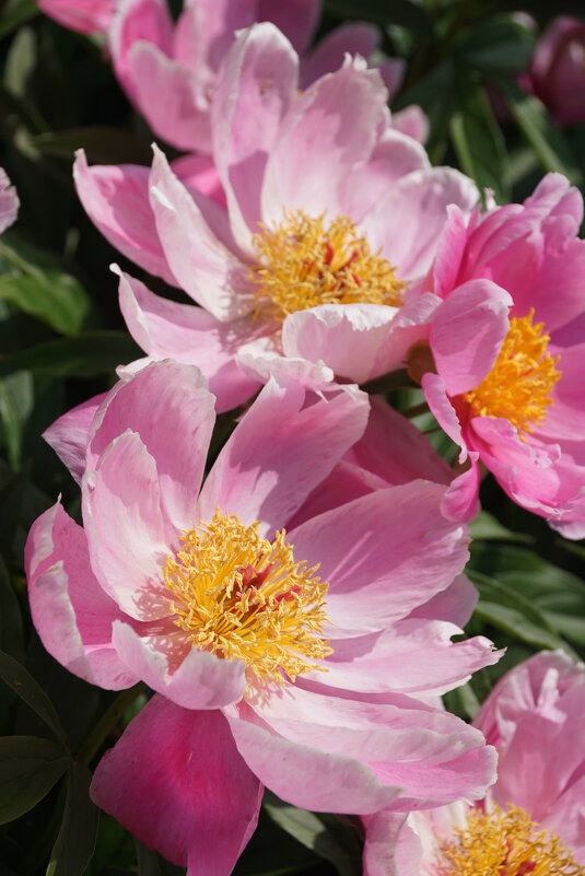 Дикие пионы - Наталия Григорьева