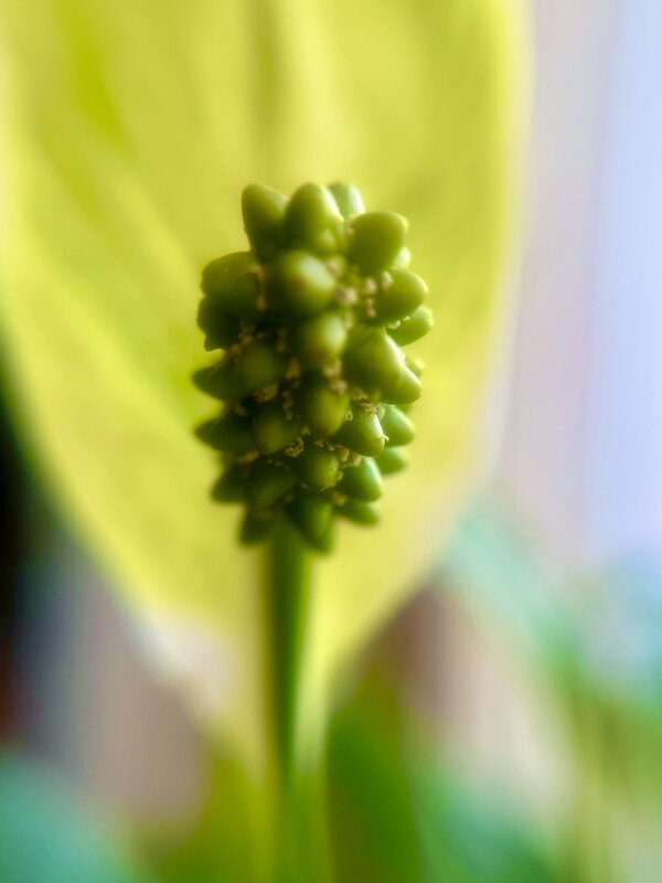 Цветок «Женское счастье» - Iren Brilliance