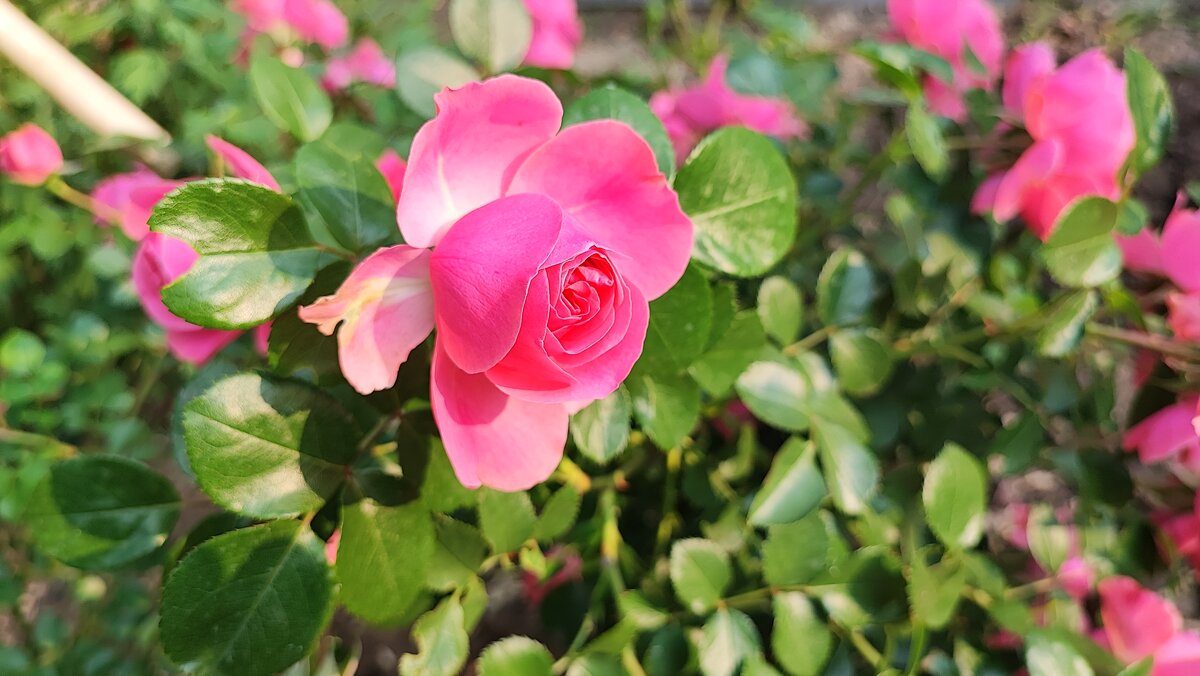 ,,, - Сергей Тимоновский