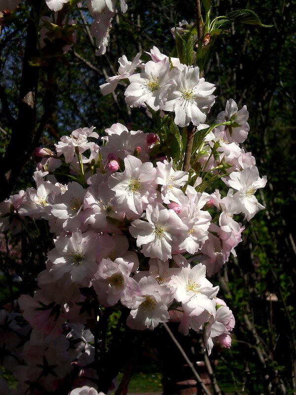 Цветущая весна - Роман Савоцкий
