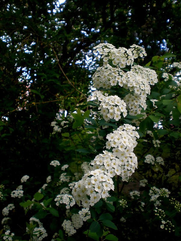 Цветущая весна - Роман Савоцкий