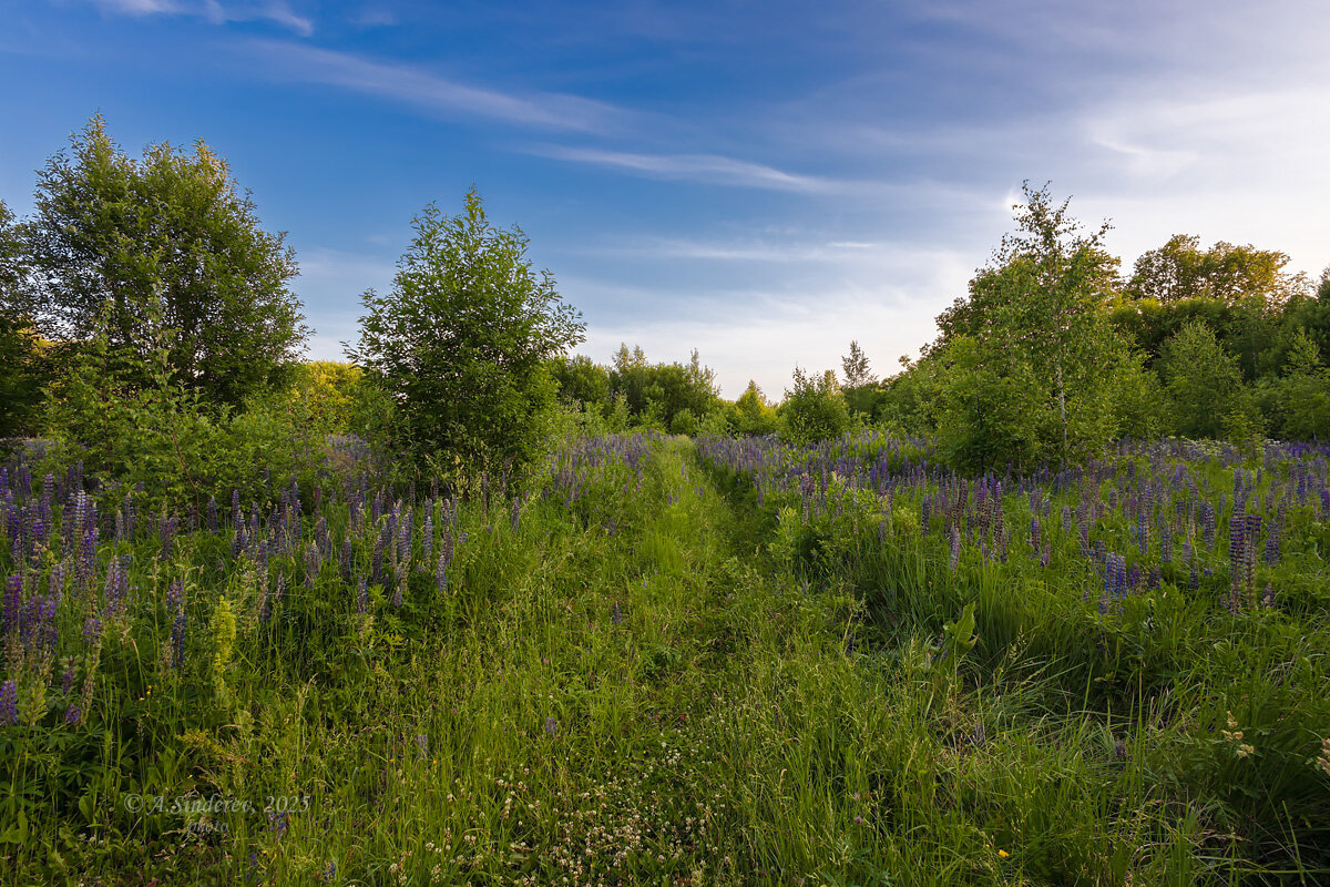 Дорога между люпинов - Александр Синдерёв