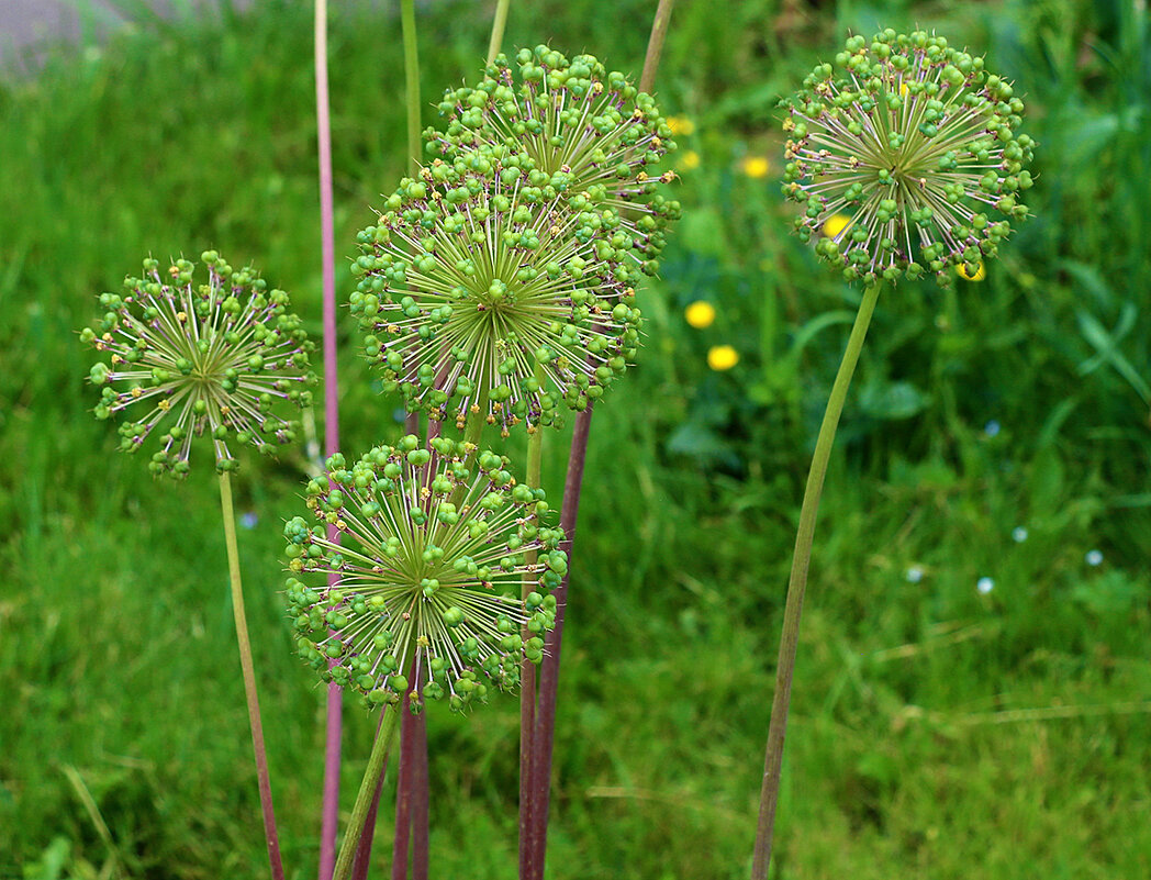 Шарики - Светлана Шарики - Светлана