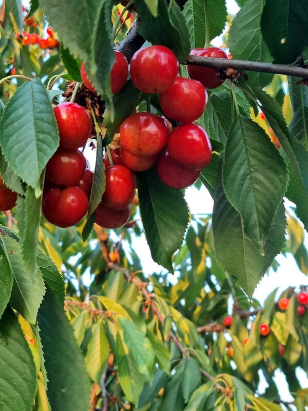 Черешня созрела - Наталья 