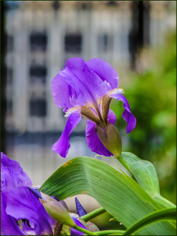 Июнь. Цветение ирисов - Наталья Rosenwasser