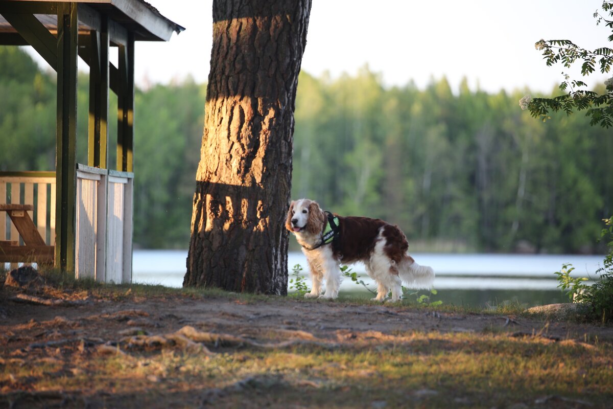 Теплые тени - liudmila drake
