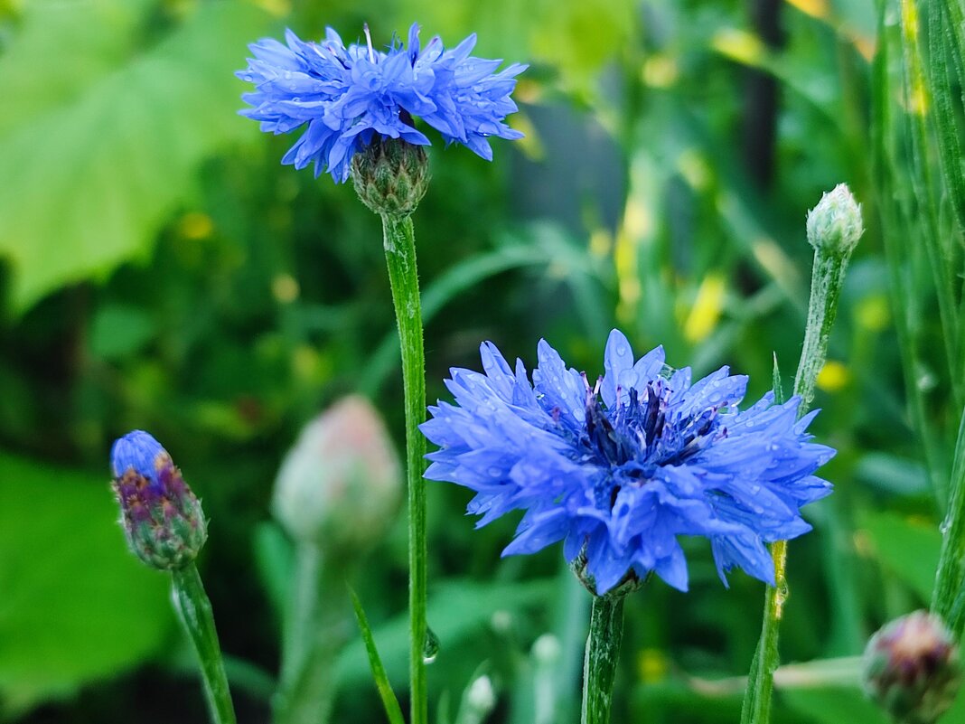 Васильки - Валентина Богатко 