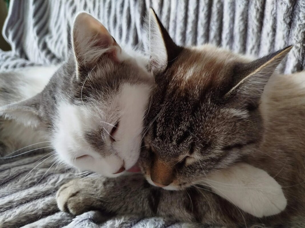 сладкая парочка - Ольга Конькова