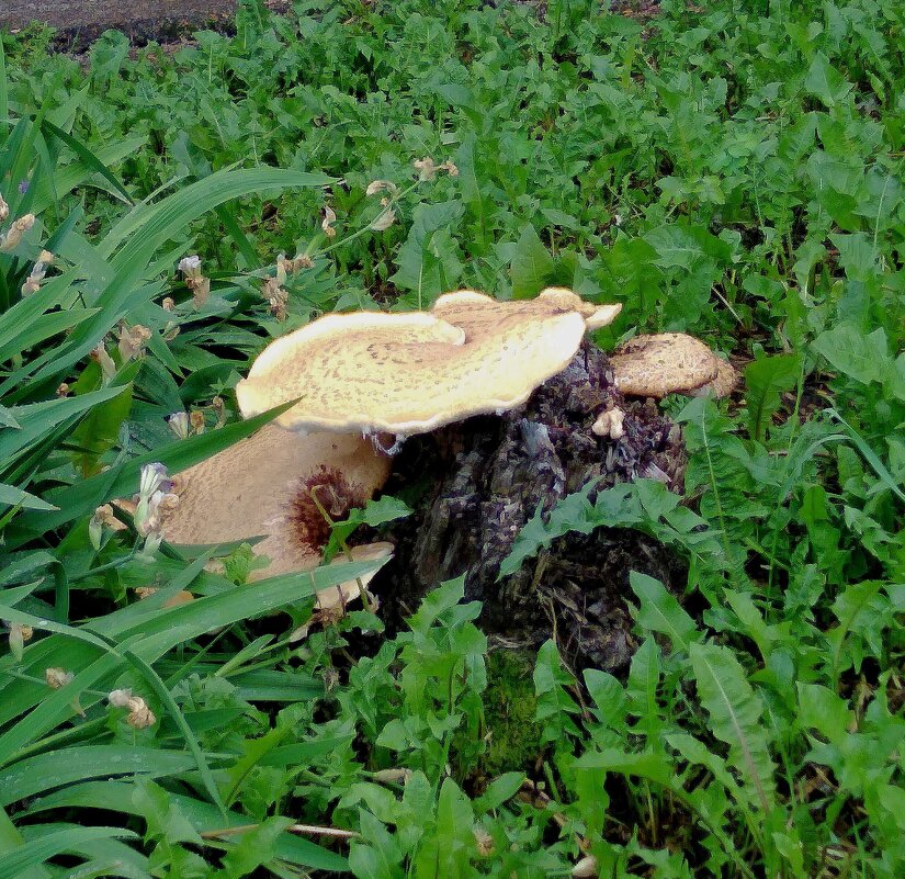 Пенек. - Венера Чуйкова