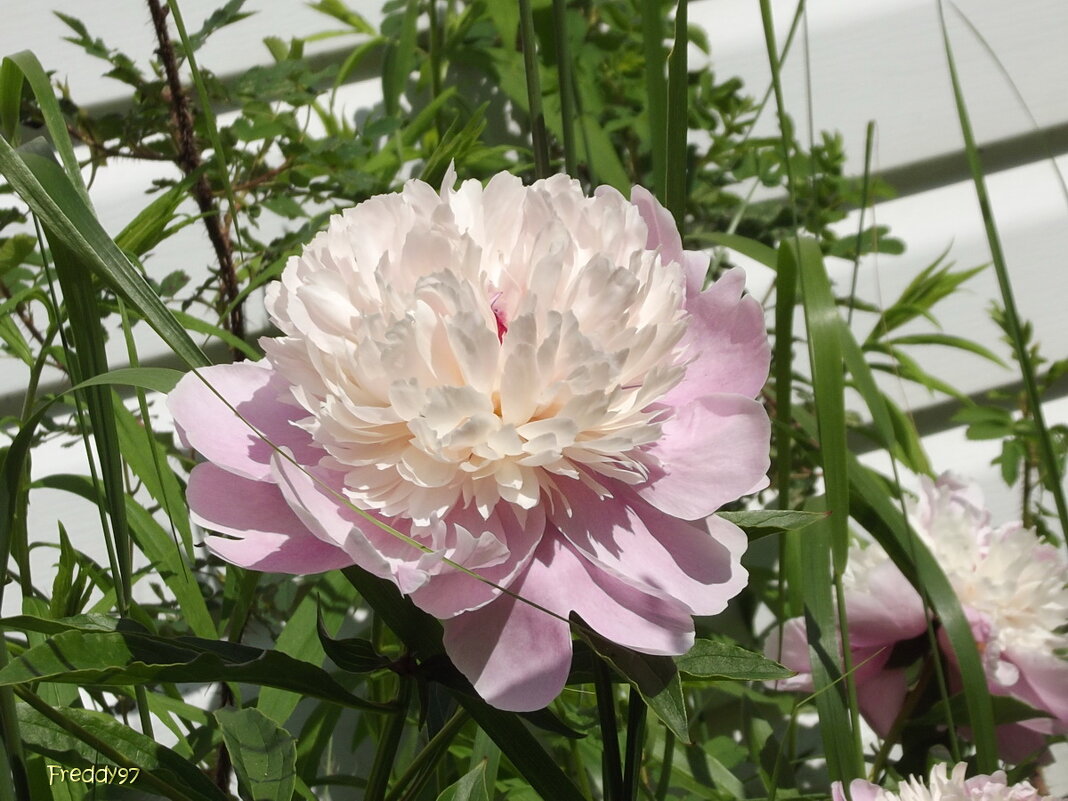 Пион - Freddy 97