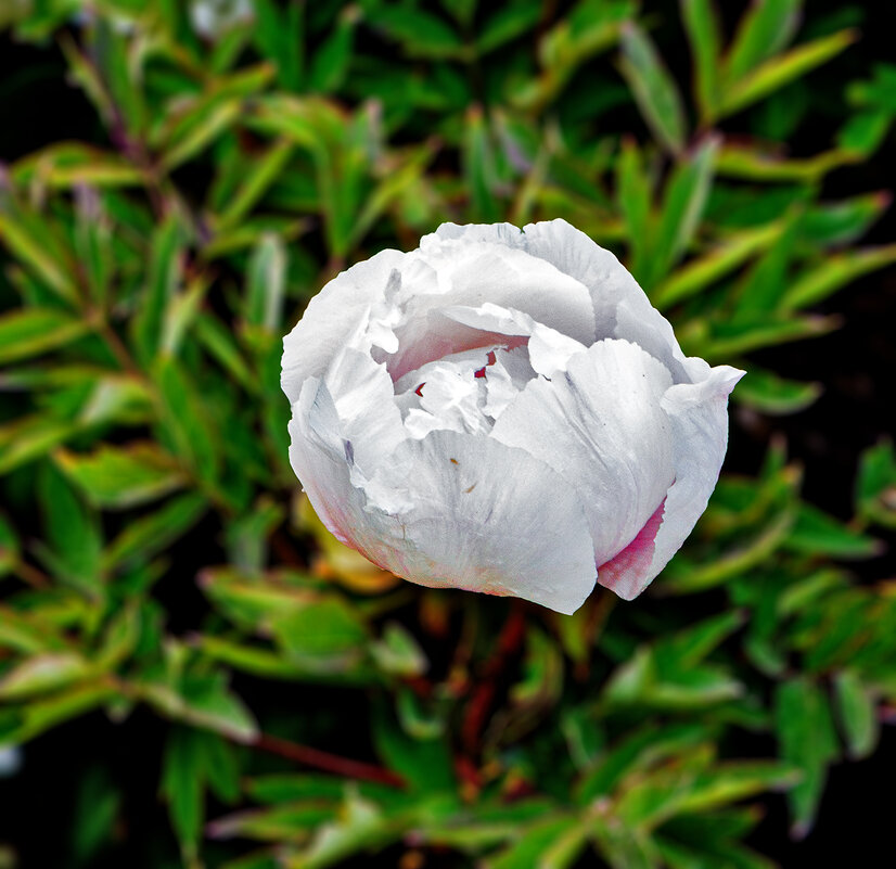 Пион - Юрий Яловенко