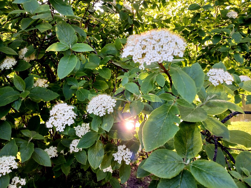 Солнышко поймалось. - Лия ☼