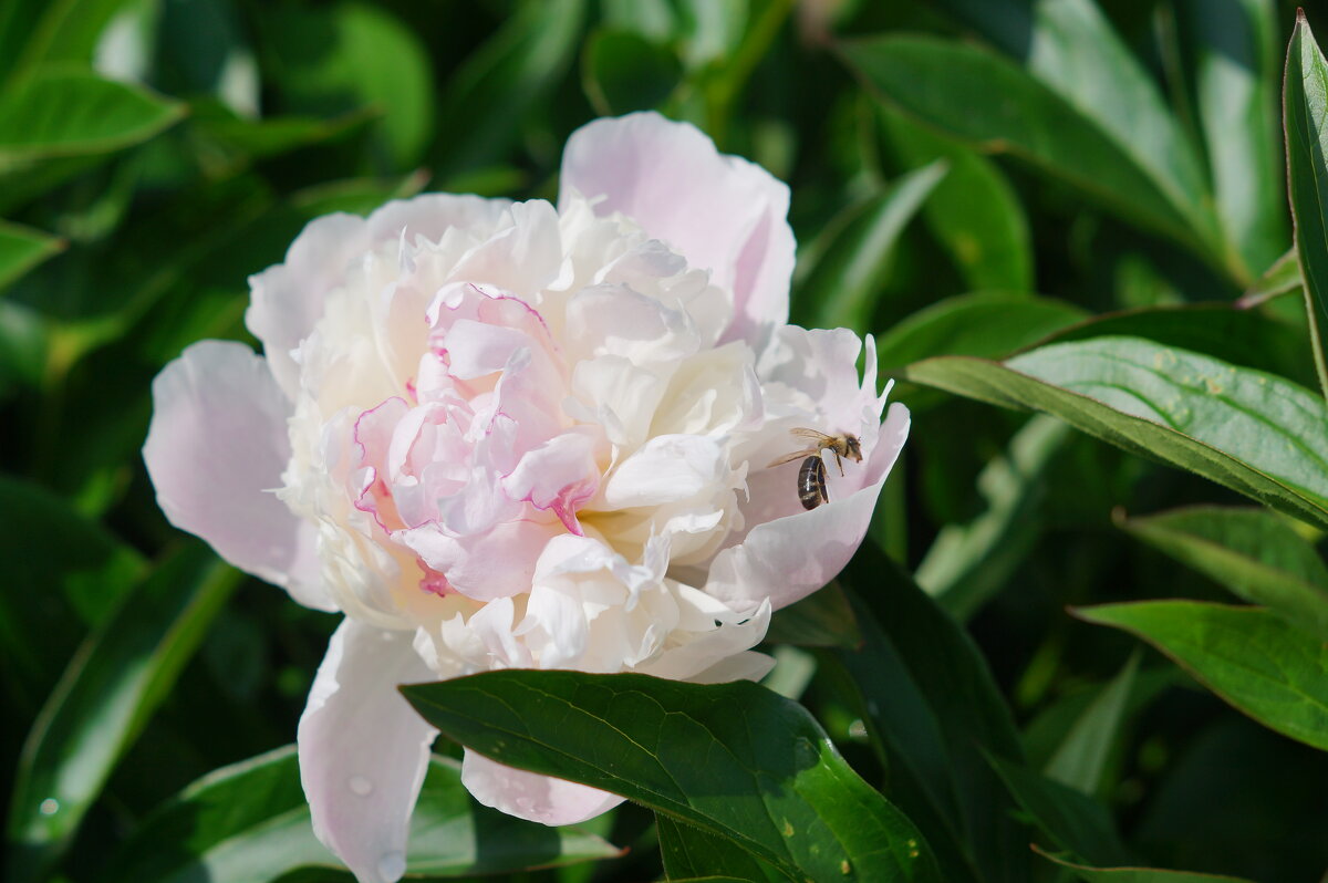 ... - Сергей Ц