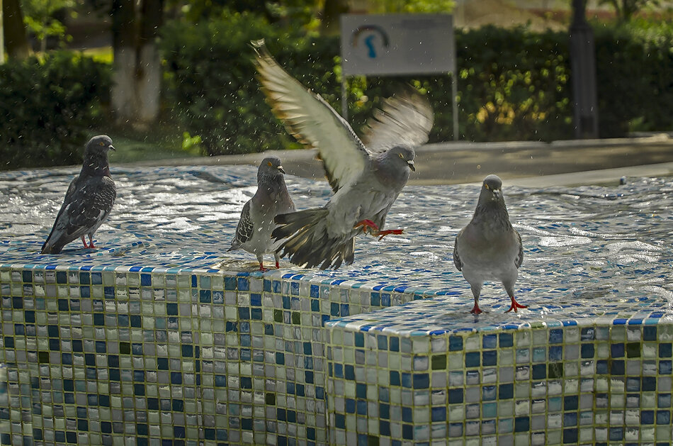 Голуби и фонтан - Петр Фролов