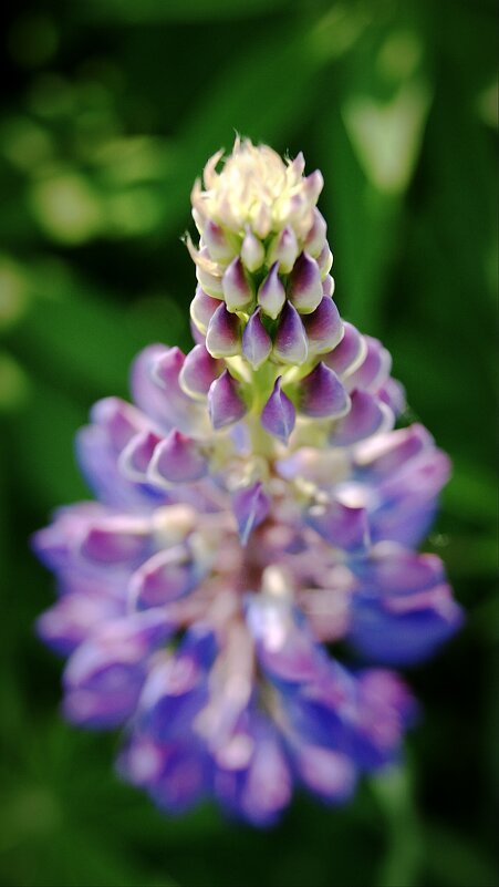 Люпин - Анастасия Логинова