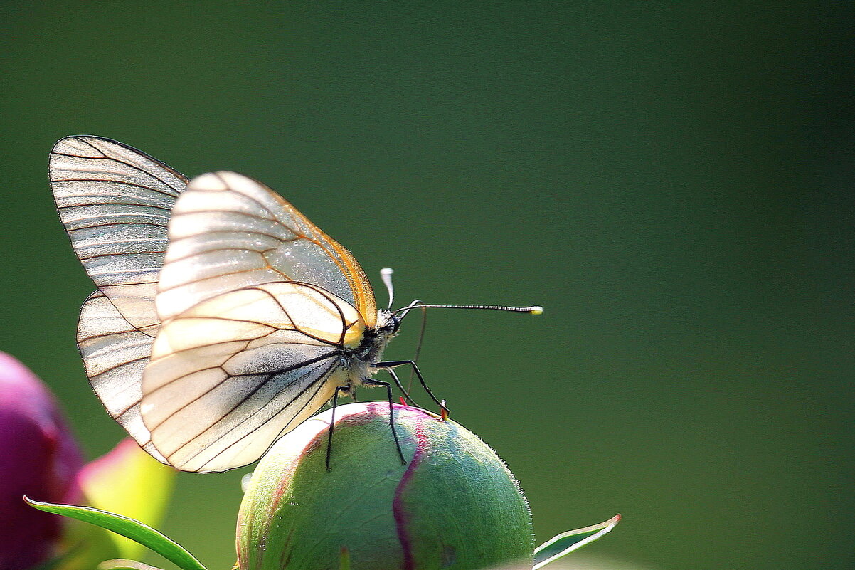 бабочка - tamara kremleva