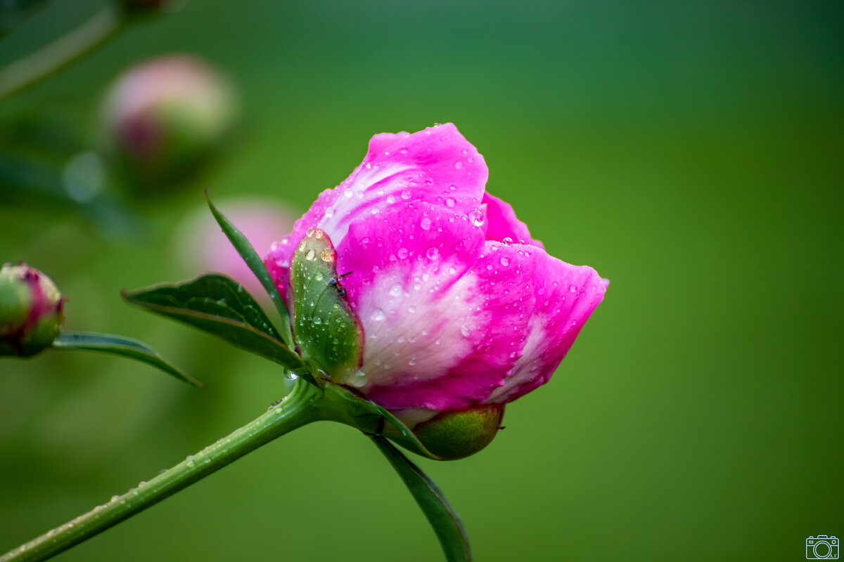 Цветочек - Александр 