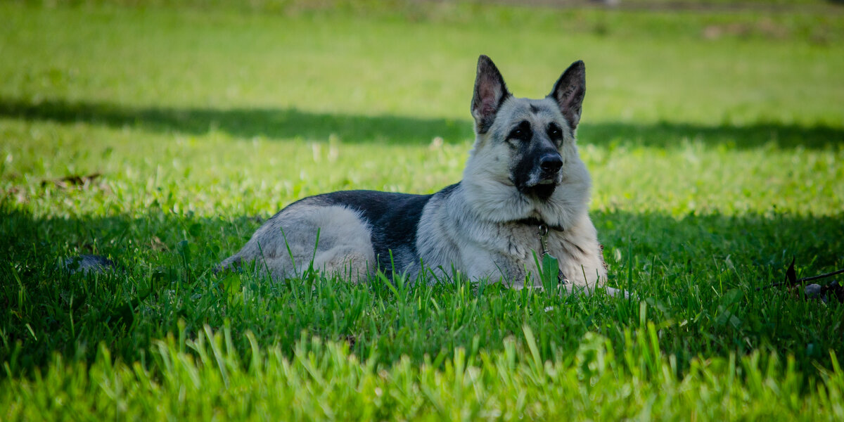 Сторож - Александр Бочериков