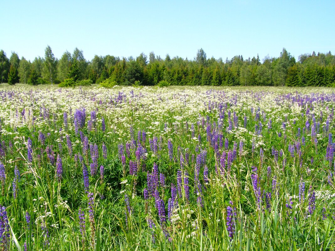 Лето! - Анна Воробьева