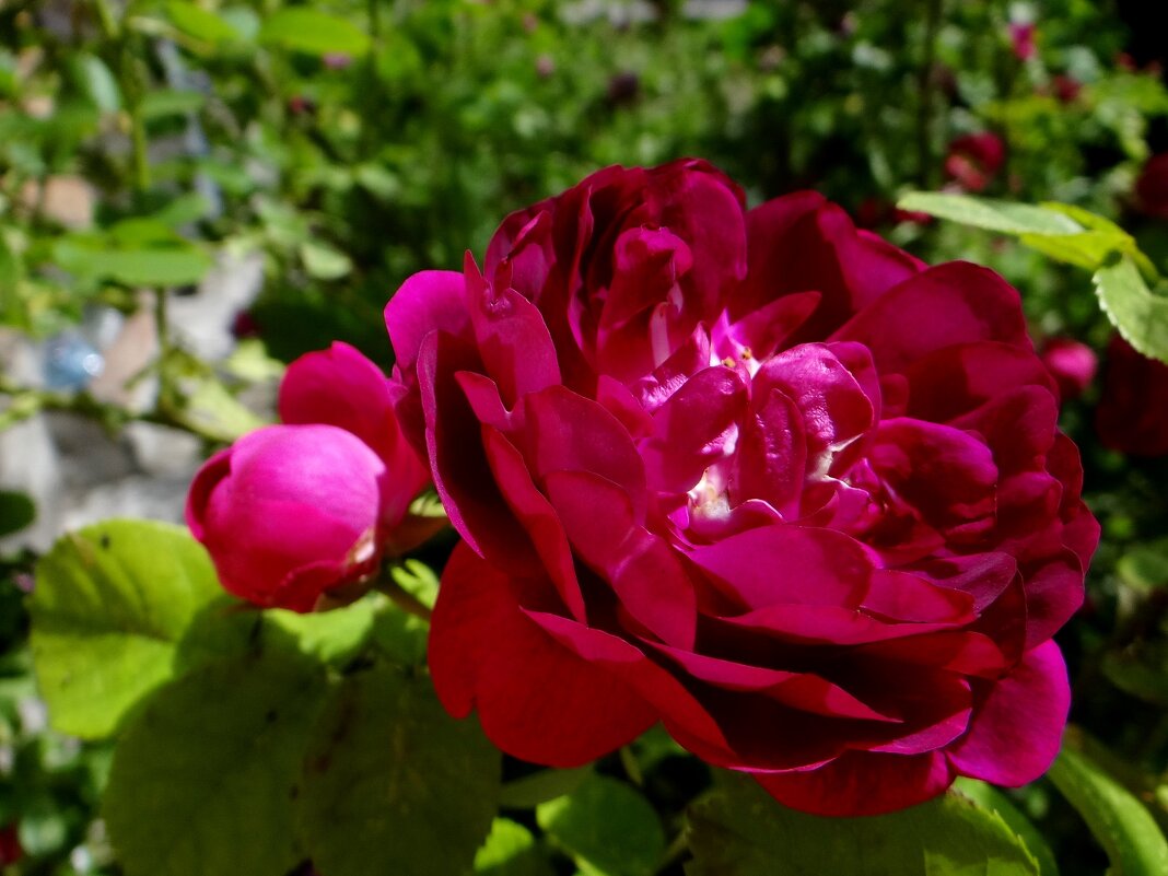 Розочки - Антонина Гугаева