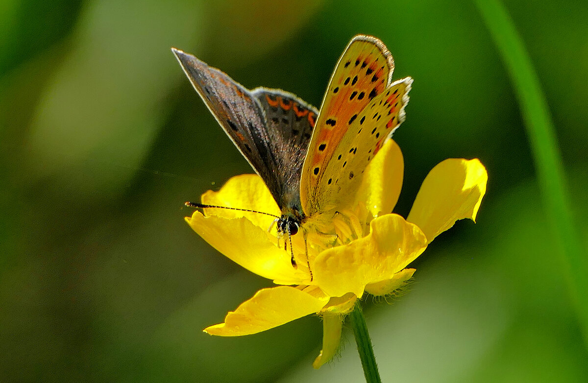 опять про бабочек 41 - Александр Прокудин