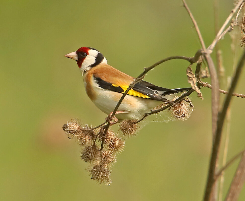 Щегол - Светлана 