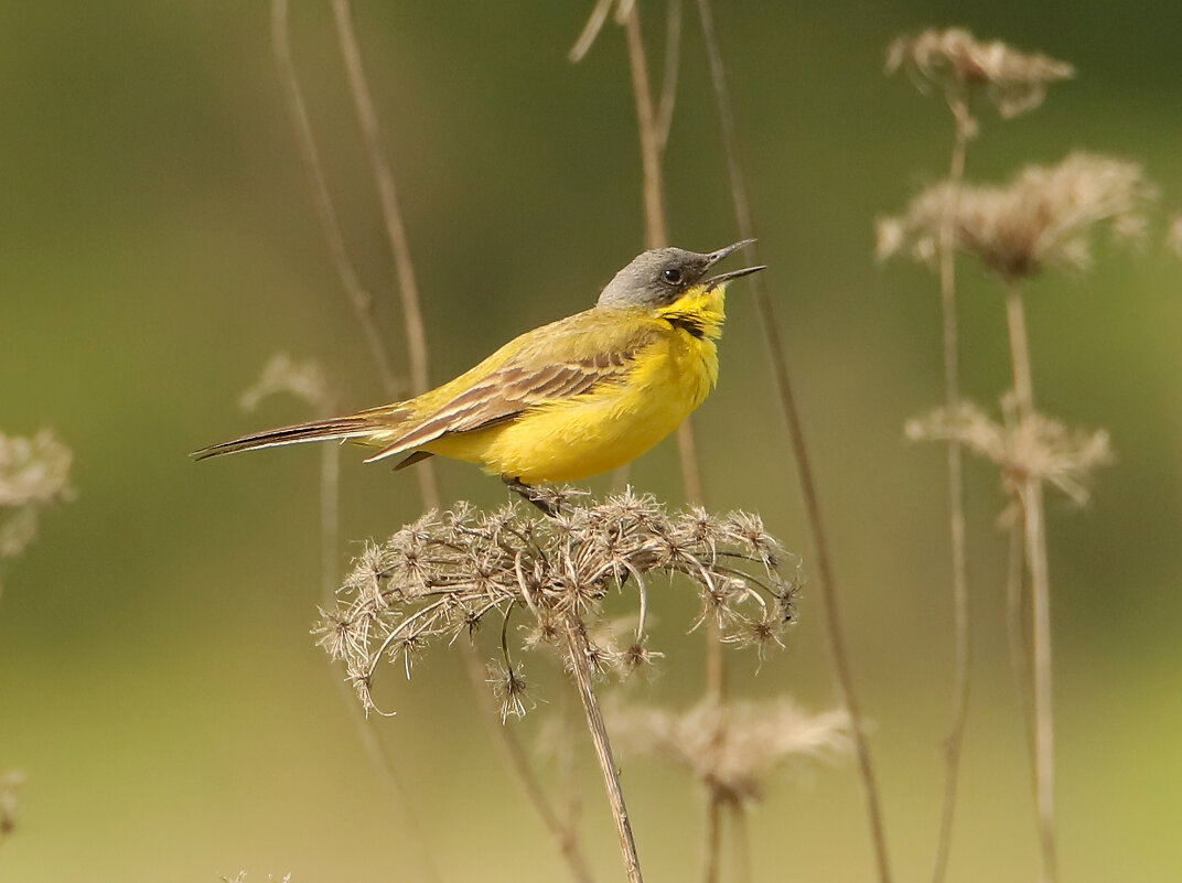 Желтая трясогузка - Светлана 