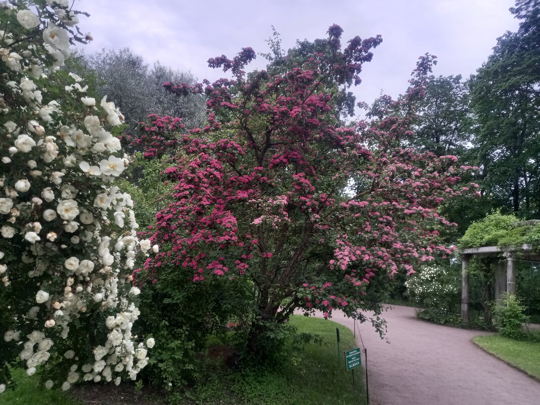 Лето - Сапсан 