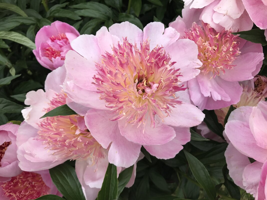 Ароматные красавчики) - Любовь 