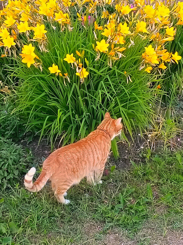 Солнечный кот - Сергей Кочнев